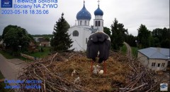 2023-05-18 19_48_18-Gniazdo Bocianie - Telewizja Sokółka [NA ŻYWO] _ IP Camera_ Stork's nest [LIVE] .jpg