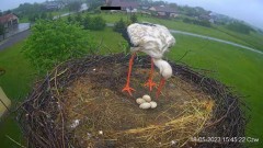 2023-05-18 22_36_36-(1) Projekt Sąsiad Bocian - transmisja na żywo znad gniazda bociana białego w Wo.jpg
