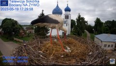 2023-05-19 17_29_37-Gniazdo Bocianie - Telewizja Sokółka [NA ŻYWO] _ IP Camera_ Stork's nest [LIVE] .jpg