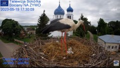2023-05-19 17_29_48-Gniazdo Bocianie - Telewizja Sokółka [NA ŻYWO] _ IP Camera_ Stork's nest [LIVE] .jpg