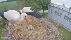 2023-05-19 19_59_01-#Bociany na żywo - #kamera na #gniazdo #Zambrow #WhiteStork #nest #livecam #ptak.jpg