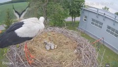 2023-05-19 19_59_06-#Bociany na żywo - #kamera na #gniazdo #Zambrow #WhiteStork #nest #livecam #ptak.jpg