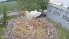 2023-05-19 19_58_52-#Bociany na żywo - #kamera na #gniazdo #Zambrow #WhiteStork #nest #livecam #ptak.jpg