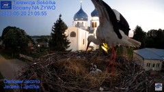 2023-05-20 22_40_29-Gniazdo Bocianie - Telewizja Sokółka [NA ŻYWO] _ IP Camera_ Stork's nest [LIVE] .jpg