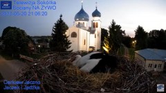 2023-05-20 22_40_54-Gniazdo Bocianie - Telewizja Sokółka [NA ŻYWO] _ IP Camera_ Stork's nest [LIVE] .jpg