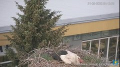 2023-05-21 09_44_29-Transmisja na żywo z gniazda rodziny bocianów w Borowiu, powiat garwoliński - Yo.jpg
