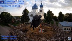 2023-05-21 19_37_50-Gniazdo Bocianie - Telewizja Sokółka [NA ŻYWO] _ IP Camera_ Stork's nest [LIVE] .jpg
