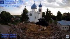 2023-05-21 19_38_13-Gniazdo Bocianie - Telewizja Sokółka [NA ŻYWO] _ IP Camera_ Stork's nest [LIVE] .jpg