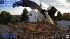 2023-05-21 19_38_42-Gniazdo Bocianie - Telewizja Sokółka [NA ŻYWO] _ IP Camera_ Stork's nest [LIVE] .jpg