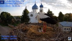 2023-05-21 19_38_49-Gniazdo Bocianie - Telewizja Sokółka [NA ŻYWO] _ IP Camera_ Stork's nest [LIVE] .jpg