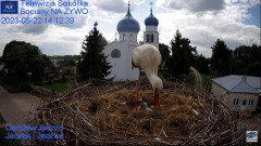 2023-05-22 22_31_23-Gniazdo Bocianie - Telewizja Sokółka [NA ŻYWO] _ IP Camera_ Stork's nest [LIVE] .jpg