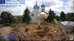 2023-05-22 22_32_25-Gniazdo Bocianie - Telewizja Sokółka [NA ŻYWO] _ IP Camera_ Stork's nest [LIVE] .jpg