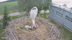 2023-05-23 23_31_58-(1) #Bociany na żywo - #kamera na #gniazdo #Zambrow #WhiteStork #nest #livecam #.jpg