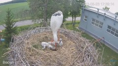 2023-05-23 23_32_09-(1) #Bociany na żywo - #kamera na #gniazdo #Zambrow #WhiteStork #nest #livecam #.jpg