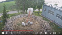 2023-05-23 23_32_38-(1) #Bociany na żywo - #kamera na #gniazdo #Zambrow #WhiteStork #nest #livecam #.jpg