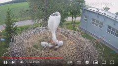 2023-05-23 23_32_50-(1) #Bociany na żywo - #kamera na #gniazdo #Zambrow #WhiteStork #nest #livecam #.jpg