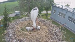 2023-05-23 23_32_56-(1) #Bociany na żywo - #kamera na #gniazdo #Zambrow #WhiteStork #nest #livecam #.jpg