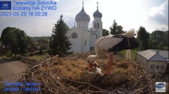 2023-05-25 20_35_06-Gniazdo Bocianie - Telewizja Sokółka [NA ŻYWO] _ IP Camera_ Stork's nest [LIVE] .jpg