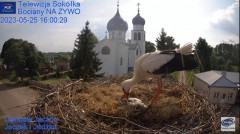 2023-05-25 20_35_10-Gniazdo Bocianie - Telewizja Sokółka [NA ŻYWO] _ IP Camera_ Stork's nest [LIVE] .jpg