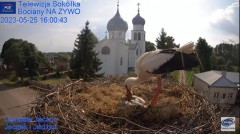 2023-05-25 20_35_24-Gniazdo Bocianie - Telewizja Sokółka [NA ŻYWO] _ IP Camera_ Stork's nest [LIVE] .jpg