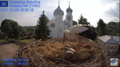 2023-05-25 20_36_13-Gniazdo Bocianie - Telewizja Sokółka [NA ŻYWO] _ IP Camera_ Stork's nest [LIVE] .jpg