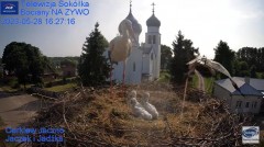 2023-05-28 20_32_41-Gniazdo Bocianie - Telewizja Sokółka [NA ŻYWO] _ IP Camera_ Stork's nest [LIVE] .jpg