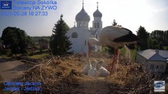 2023-05-28 20_32_58-Gniazdo Bocianie - Telewizja Sokółka [NA ŻYWO] _ IP Camera_ Stork's nest [LIVE] .jpg