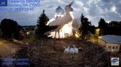 2023-05-29 21_43_02-Gniazdo Bocianie - Telewizja Sokółka [NA ŻYWO] _ IP Camera_ Stork's nest [LIVE] .jpg