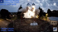 2023-05-29 21_43_24-Gniazdo Bocianie - Telewizja Sokółka [NA ŻYWO] _ IP Camera_ Stork's nest [LIVE] .jpg