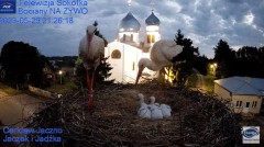 2023-05-29 21_43_33-Gniazdo Bocianie - Telewizja Sokółka [NA ŻYWO] _ IP Camera_ Stork's nest [LIVE] .jpg