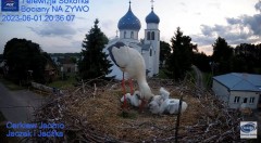 2023-06-01 21_07_35-(2) Gniazdo Bocianie - Telewizja Sokółka [NA ŻYWO] _ IP Camera_ Stork's nest [LI.jpg