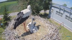 2023-06-01 23_18_23-#Bociany na żywo - #kamera na #gniazdo #Zambrow #WhiteStork #nest #livecam #ptak.jpg