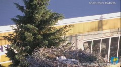 2023-06-03 21_12_02-Transmisja na żywo z gniazda rodziny bocianów w Borowiu, powiat garwoliński - Yo.jpg