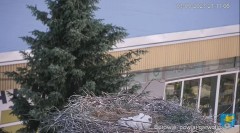 2023-06-03 21_12_23-Transmisja na żywo z gniazda rodziny bocianów w Borowiu, powiat garwoliński - Yo.jpg