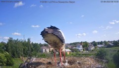 2023-06-03 13_30_12-Bociany online podgląd z kamery na gniazdo bociana – Maxthon.jpg