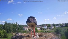 2023-06-03 13_30_35-Bociany online podgląd z kamery na gniazdo bociana – Maxthon.jpg