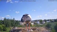 2023-06-03 13_30_47-Bociany online podgląd z kamery na gniazdo bociana – Maxthon.jpg