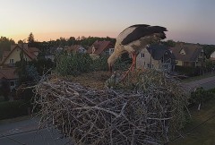 2023-06-04 21_11_35-BOCIANY kamera na żywo z gniazda w Pasłęku – Maxthon.jpg