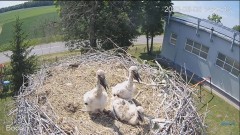 2023-06-06 23_11_40-#Bociany na żywo - #kamera na #gniazdo #Zambrow #WhiteStork #nest #livecam #ptak.jpg