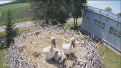 2023-06-06 23_11_49-#Bociany na żywo - #kamera na #gniazdo #Zambrow #WhiteStork #nest #livecam #ptak.jpg