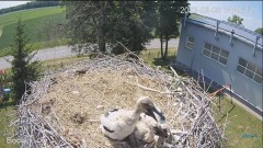 2023-06-06 23_12_09-#Bociany na żywo - #kamera na #gniazdo #Zambrow #WhiteStork #nest #livecam #ptak.jpg