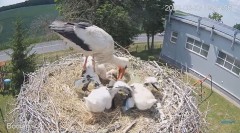 2023-06-07 23_04_09-#Bociany na żywo - #kamera na #gniazdo #Zambrow #WhiteStork #nest #livecam #ptak.jpg