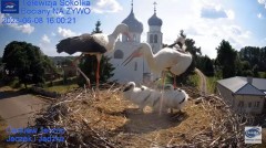 2023-06-08 21_04_47-Gniazdo Bocianie - Telewizja Sokółka [NA ŻYWO] _ IP Camera_ Stork's nest [LIVE] .jpg