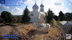 2023-06-08 21_05_39-Gniazdo Bocianie - Telewizja Sokółka [NA ŻYWO] _ IP Camera_ Stork's nest [LIVE] .jpg