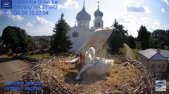 2023-06-08 21_06_28-Gniazdo Bocianie - Telewizja Sokółka [NA ŻYWO] _ IP Camera_ Stork's nest [LIVE] .jpg