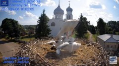 2023-06-08 21_06_29-Gniazdo Bocianie - Telewizja Sokółka [NA ŻYWO] _ IP Camera_ Stork's nest [LIVE] .jpg