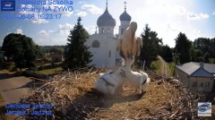 2023-06-08 21_08_02-Gniazdo Bocianie - Telewizja Sokółka [NA ŻYWO] _ IP Camera_ Stork's nest [LIVE] .jpg
