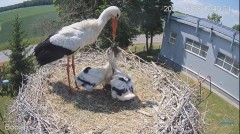 2023-06-08 23_31_02-#Bociany na żywo - #kamera na #gniazdo #Zambrow #WhiteStork #nest #livecam #ptak.jpg