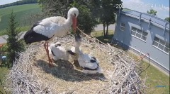 2023-06-08 23_31_22-#Bociany na żywo - #kamera na #gniazdo #Zambrow #WhiteStork #nest #livecam #ptak.jpg