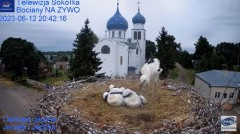 2023-06-12 20_42_50-Gniazdo Bocianie - Telewizja Sokółka [NA ŻYWO] _ IP Camera_ Stork's nest [LIVE] .jpg